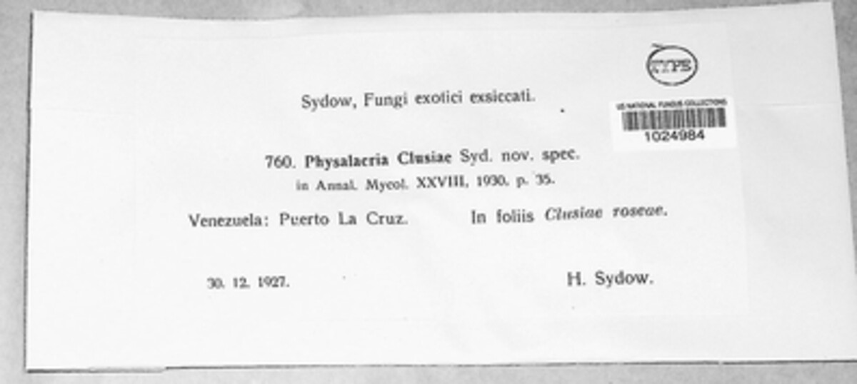 Physalacria image